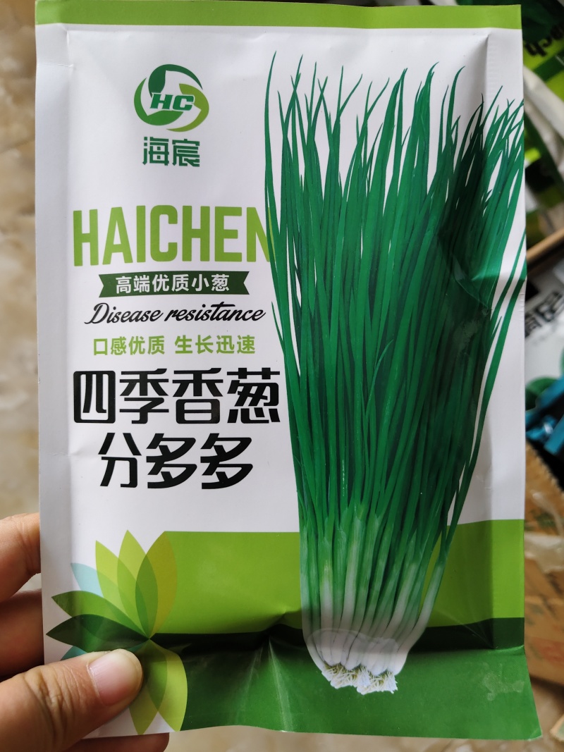 小分葱种子分多多浓香型葱种子耐热耐寒性强，不易出现枯叶