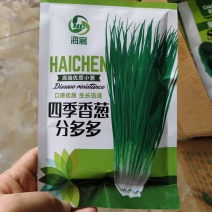 分多多山东章丘葱种子四季分葱种子