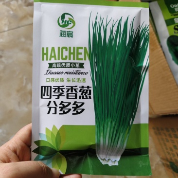 分多多山东章丘葱种子四季分葱种子