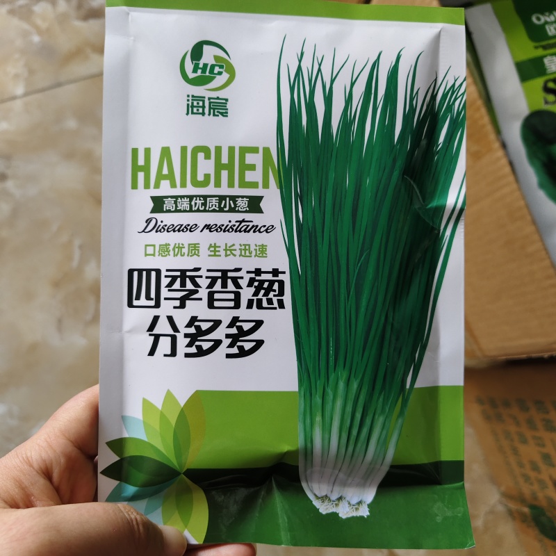 分多多山东章丘葱种子四季分葱种子