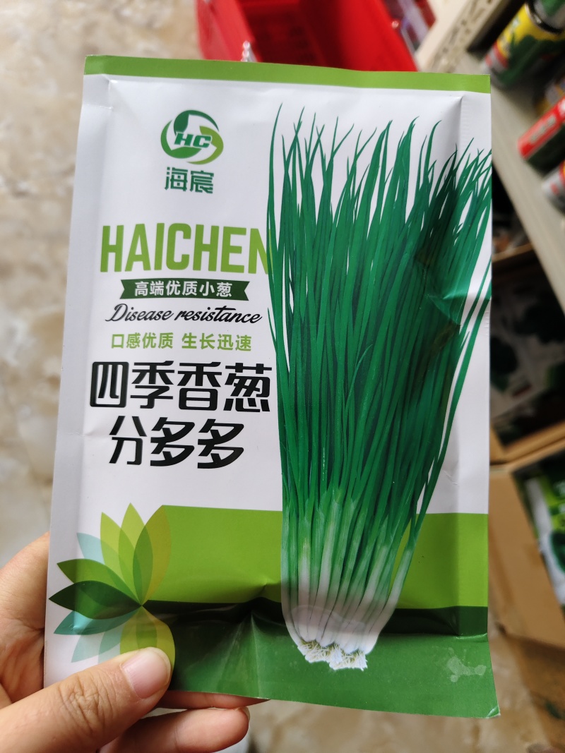 分多多山东章丘葱种子四季分葱种子