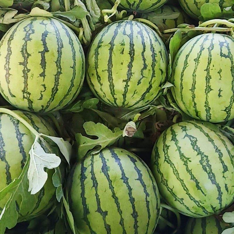 冰糖麒麟西瓜种子早熟瓤色鲜红质脆多汁口感好皮薄果实圆形