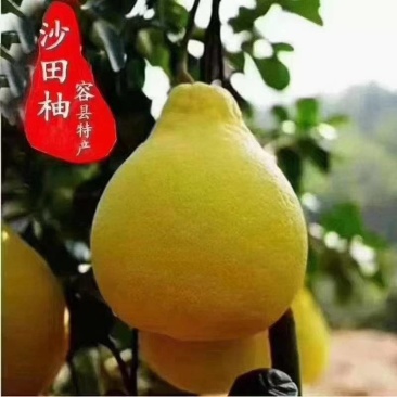 【精选】容县沙田柚大量现货上市一手货源对接全国诚信合作