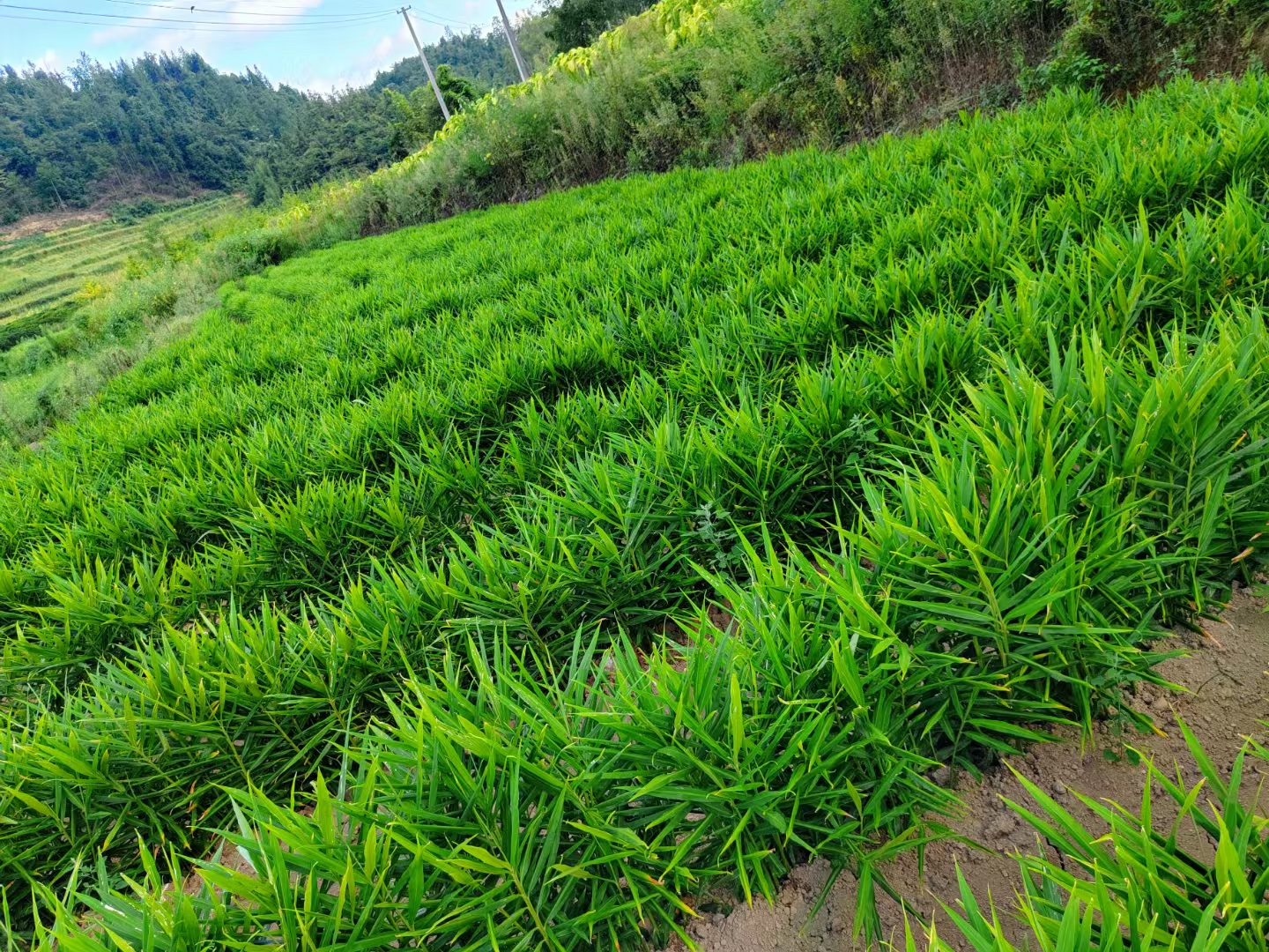 红姜种植田实景