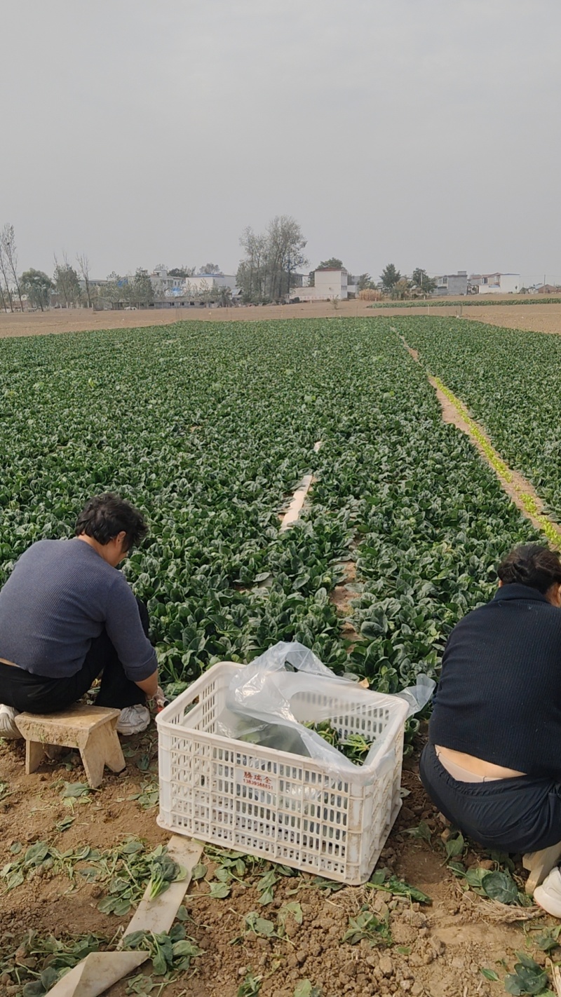叶趴地菠菜，叶片肥厚，肉质鲜嫩。产地直发，对接电商、市场