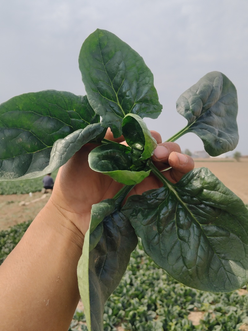 叶趴地菠菜，叶片肥厚，肉质鲜嫩。产地直发，对接电商、市场