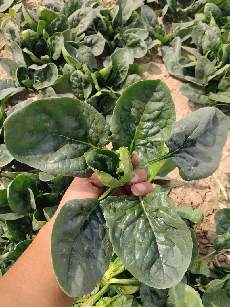 叶趴地菠菜，叶片肥厚，肉质鲜嫩。产地直发，对接电商、市场