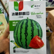 冰糖麒麟西瓜种子早熟瓤色鲜红质脆多汁口感好皮薄果实圆形