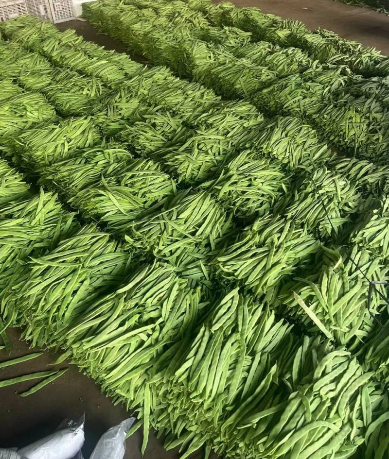 扁豆大扁聊城绿扁豆商超配菜货源稳定代收代发全国市场