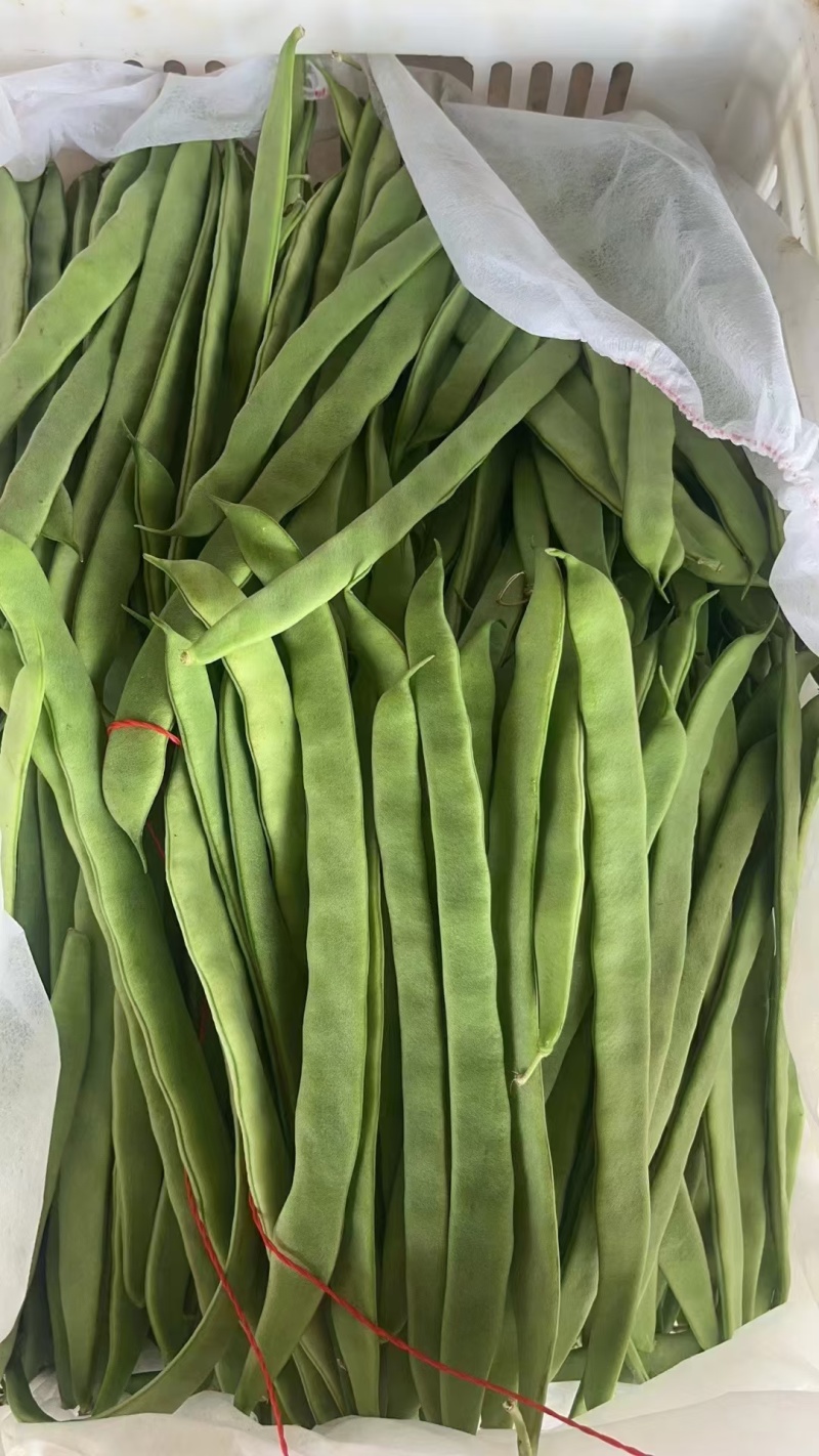 扁豆大扁聊城绿扁豆商超配菜货源稳定代收代发全国市场