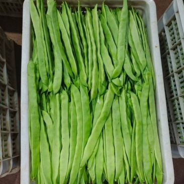 扁豆大扁聊城绿扁豆商超配菜货源稳定代收代发全国市场