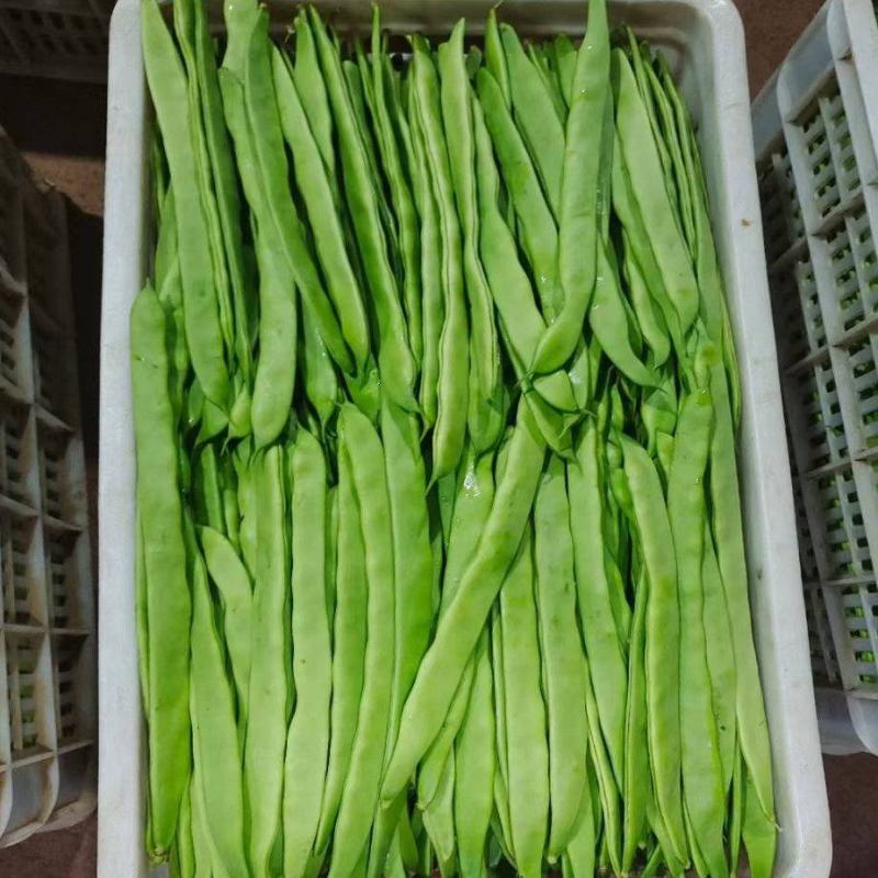 扁豆大扁聊城绿扁豆商超配菜货源稳定代收代发全国市场