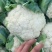 菜花