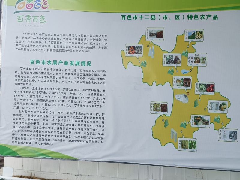新苗千禧上市中，位于百色田阳区全属露天水田栽培质量保证