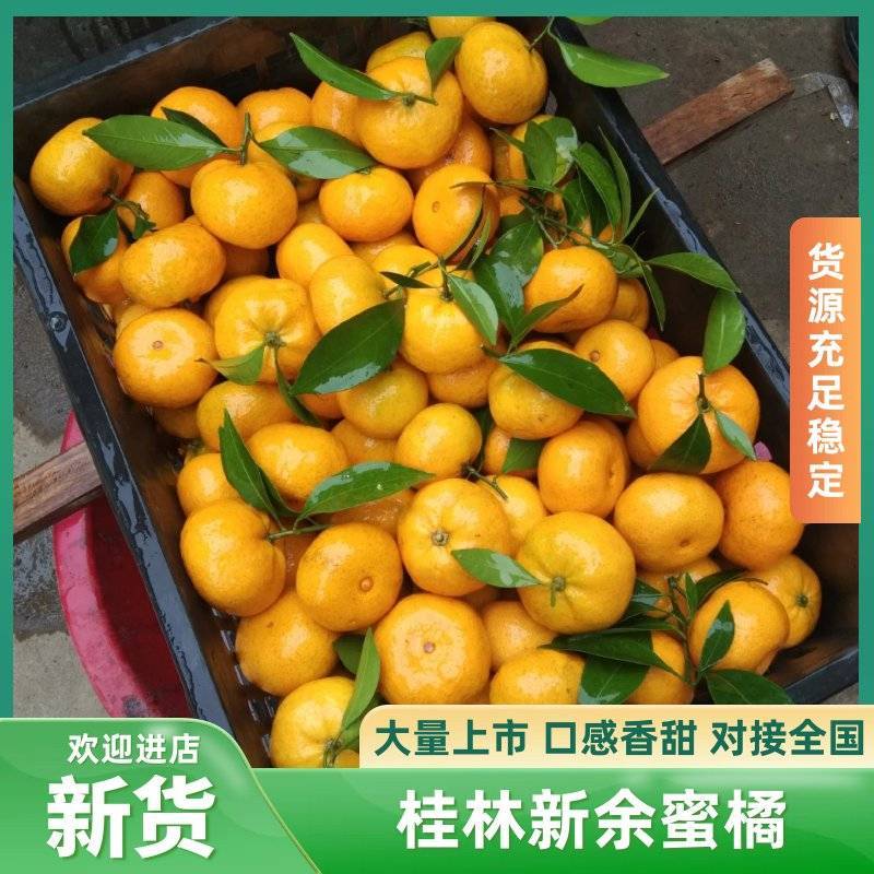 【精品】广西桂林本地早新余密柑，一手货源。可採一刀！