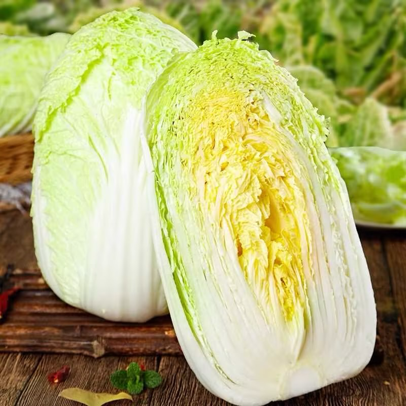 夏阳白菜大量出货保质保量诚信经营视频看货