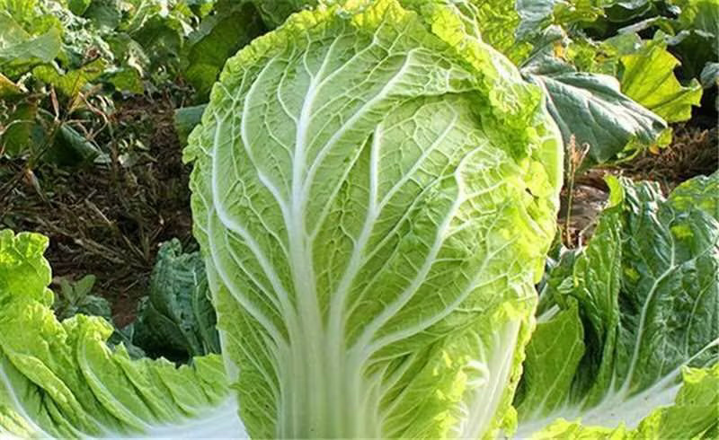 夏阳白菜大量出货保质保量诚信经营视频看货