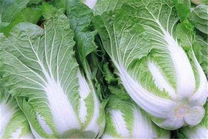 夏阳白菜大量出货保质保量诚信经营视频看货