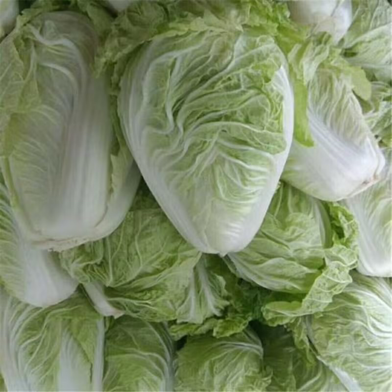 夏阳白菜大量出货保质保量诚信经营视频看货