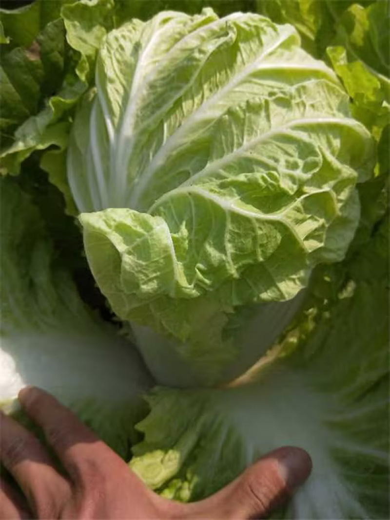夏阳白菜大量出货保质保量诚信经营视频看货