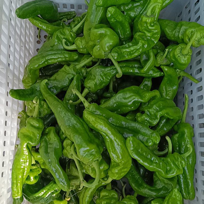 东台青椒/欢迎咨询下单
