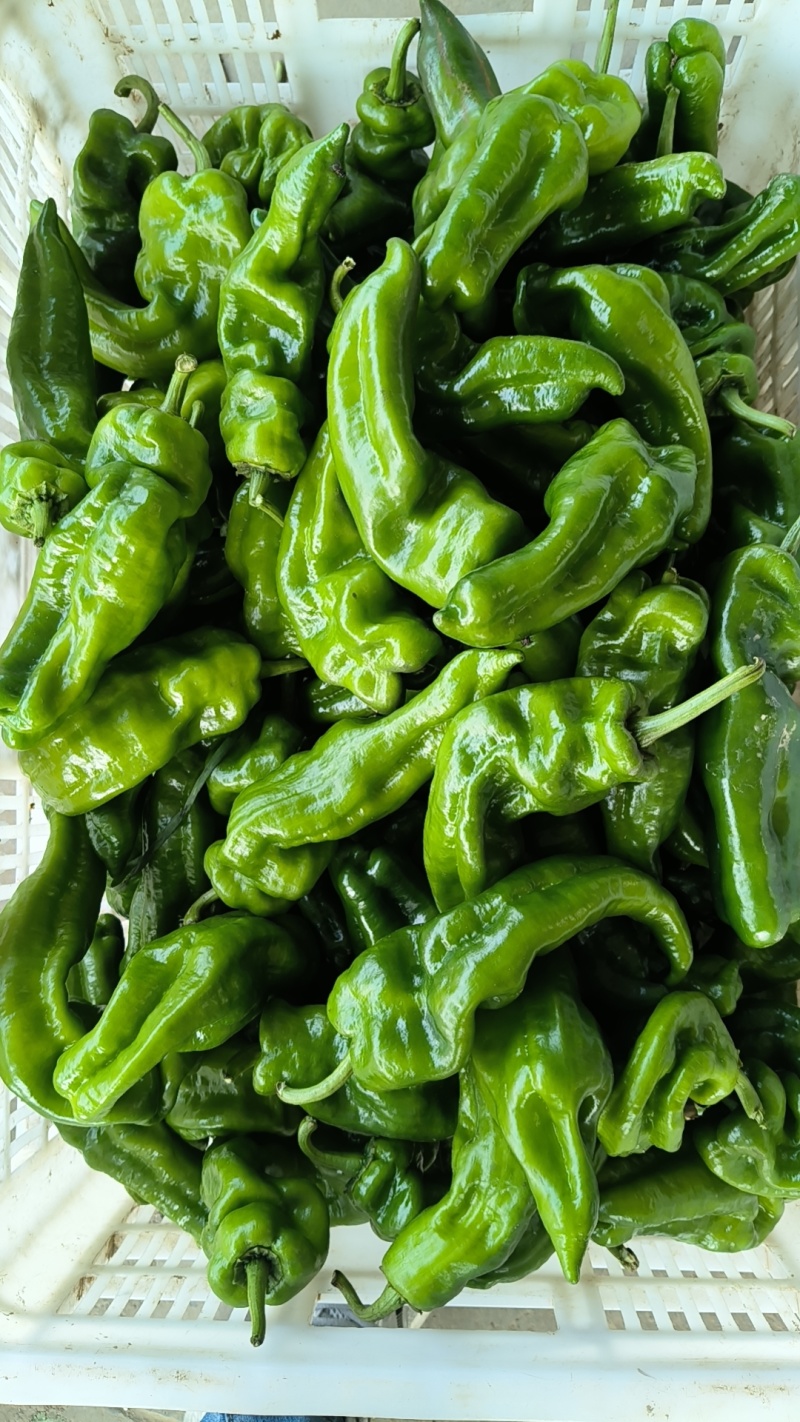 东台青椒/欢迎咨询下单