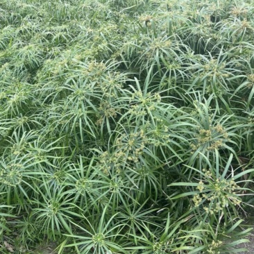 风车草旱伞草