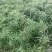 风车草旱伞草