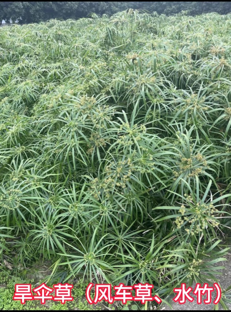 风车草旱伞草
