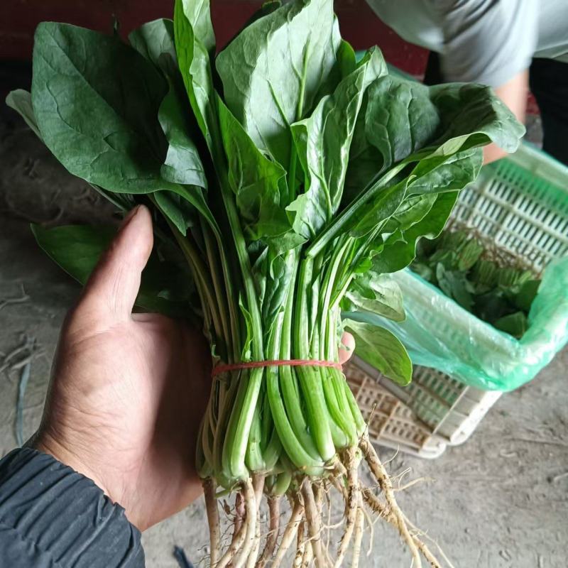 安徽省精品菠菜大量上市，产地一手货源，价格便宜，可视频看