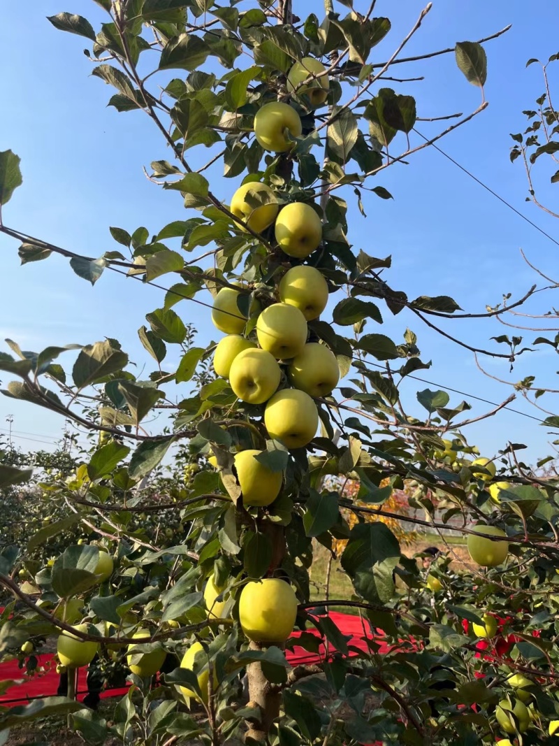 早熟鲁丽，月香苹果苗，爱妃，王林，维纳斯黄金，水蜜桃蜜入