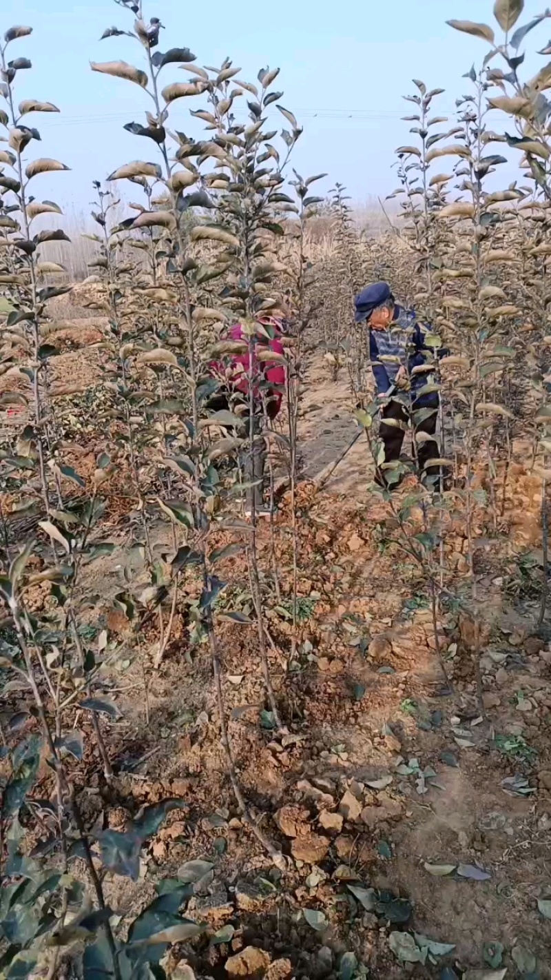 早熟鲁丽，月香苹果苗，爱妃，王林，维纳斯黄金，水蜜桃蜜入
