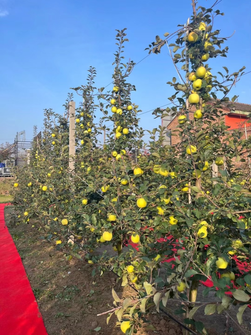 早熟鲁丽，月香苹果苗，爱妃，王林，维纳斯黄金，水蜜桃蜜入