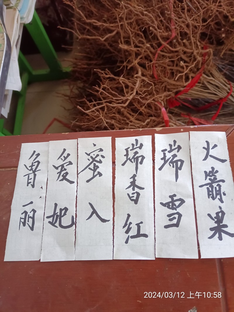 早熟鲁丽，月香苹果苗，爱妃，王林，维纳斯黄金，水蜜桃蜜入