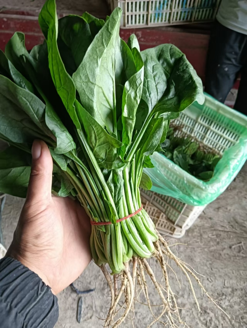 安徽省精品菠菜大量上市，产地一手货源，价格便宜，可视频看
