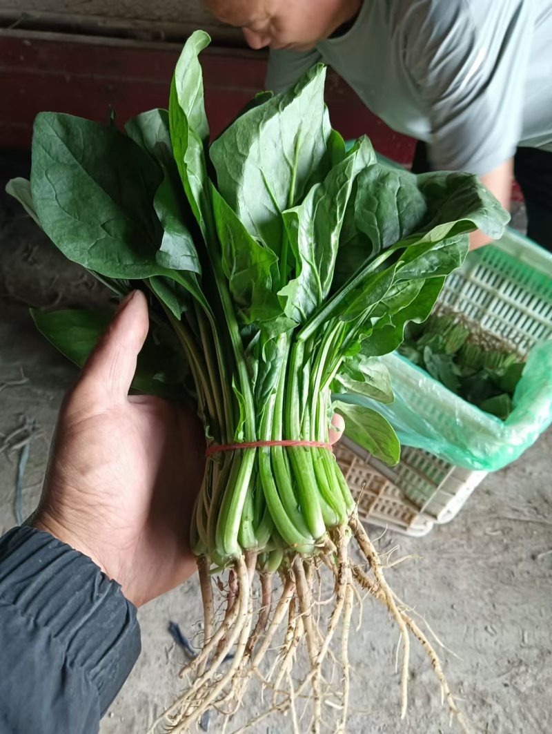 安徽省精品菠菜大量上市，产地一手货源，价格便宜，可视频看