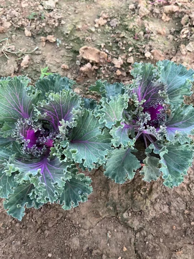 羽衣甘蓝一手货源基地直发可视频看货