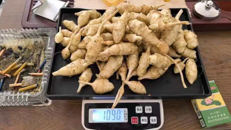【精品推荐】内蒙古洋姜/自家基地种植/价格便宜/欢迎来电