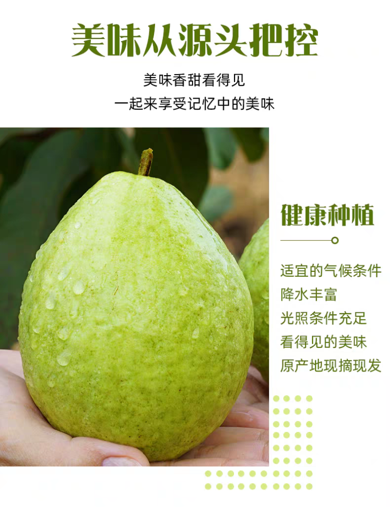 白心芭乐白肉番石榴新鲜现摘现发电商市场商超代办发货保质量