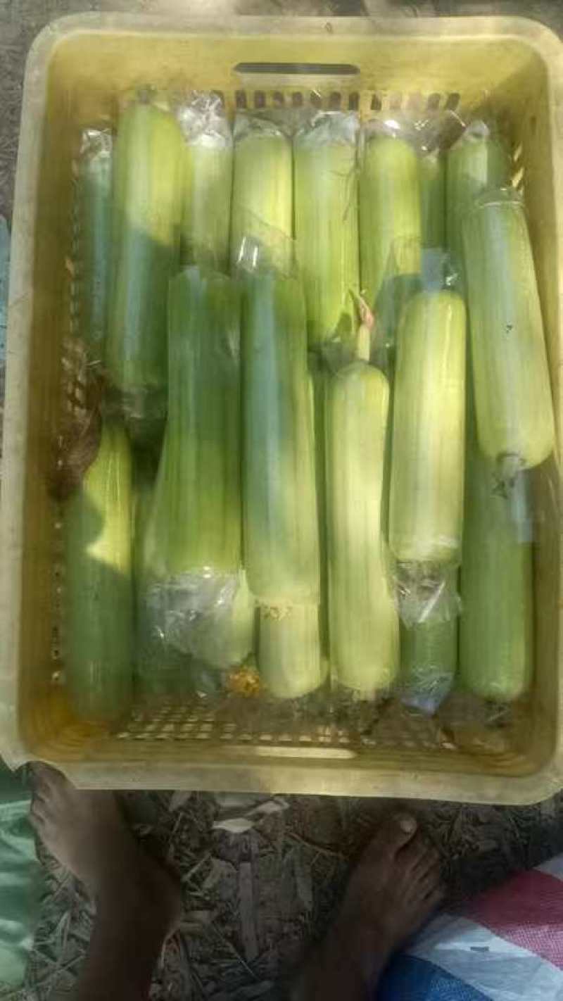 精品白玉丝瓜，产地直供，口感鲜美，营养丰富，**特惠！