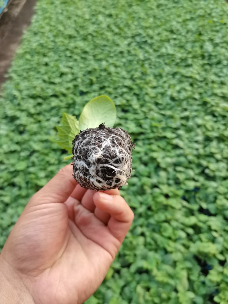嫁接黄瓜苗，秋延越冬黄瓜，高产抗病，抗瓦瓦叶，短把密刺