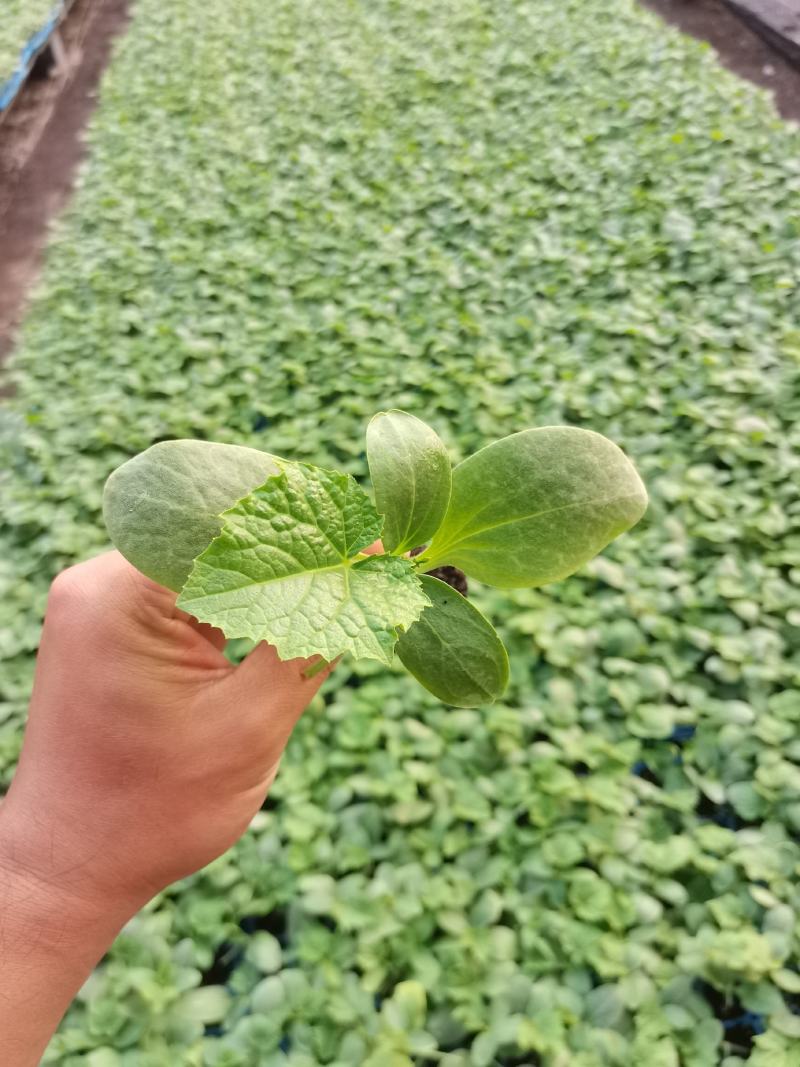 嫁接黄瓜苗，秋延越冬黄瓜，高产抗病，抗瓦瓦叶，短把密刺