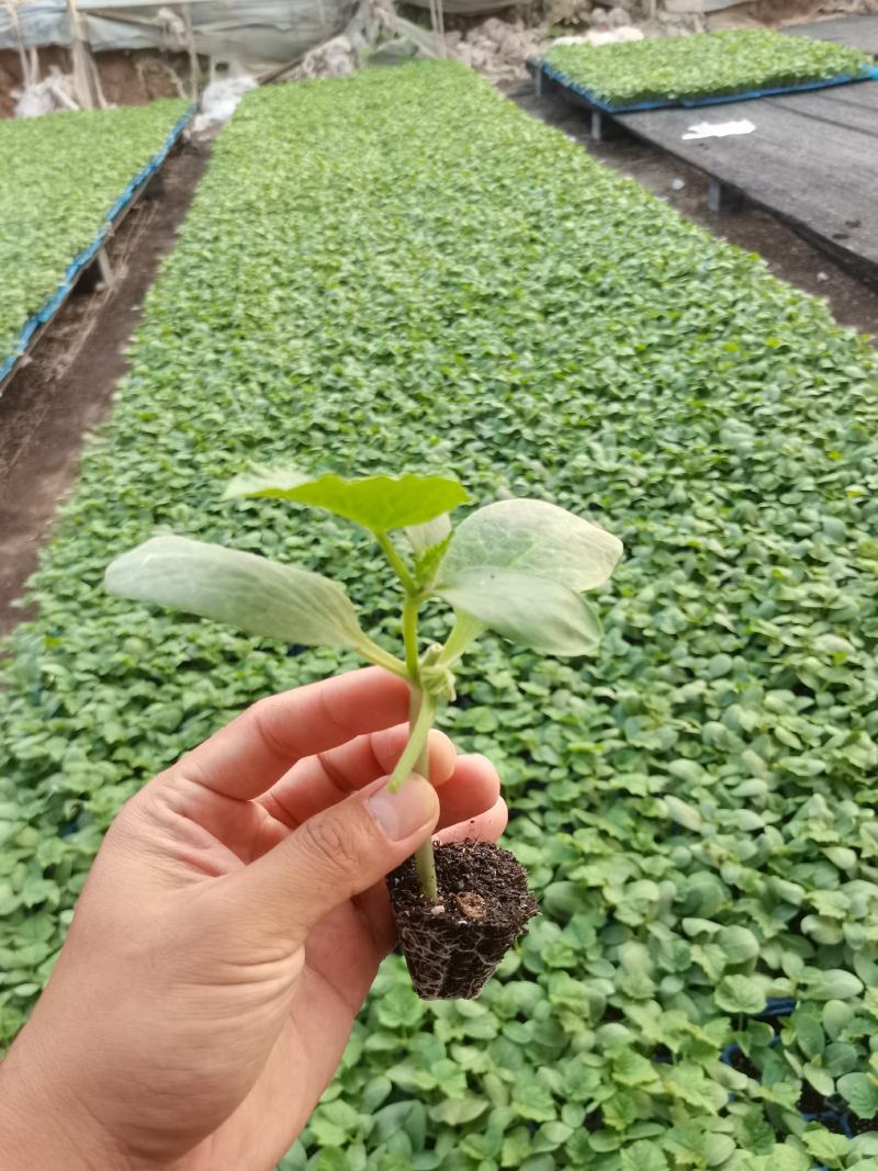 嫁接黄瓜苗，秋延越冬黄瓜，高产抗病，抗瓦瓦叶，短把密刺