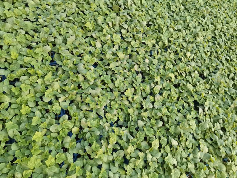 嫁接黄瓜苗，秋延越冬黄瓜，高产抗病，抗瓦瓦叶，短把密刺