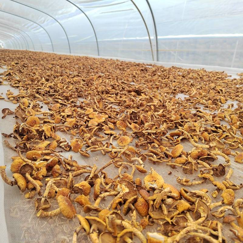 滑子菇1000斤左右