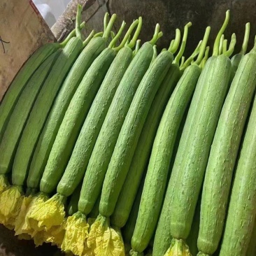 精品鲜花丝瓜