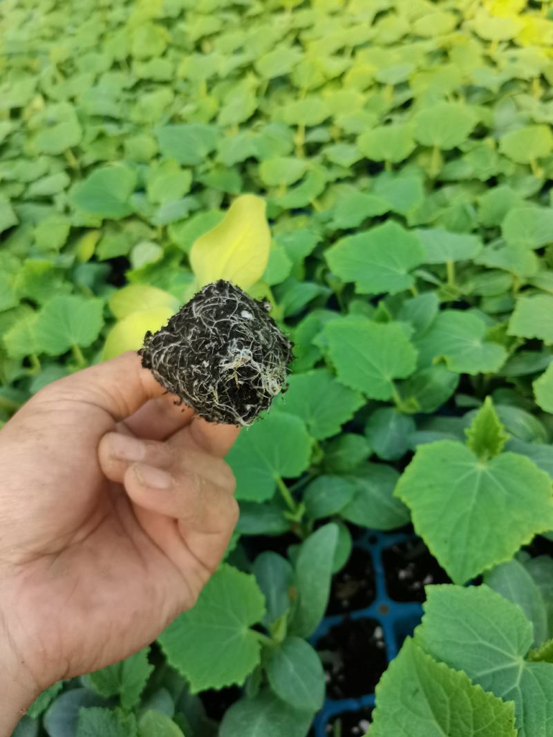 水果小黄瓜苗，高产抗病，瓜条好，支持全国发货。