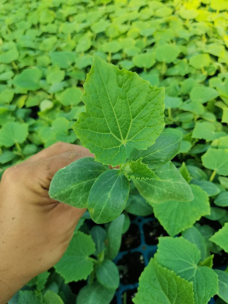 水果小黄瓜苗，高产抗病，瓜条好，支持全国发货。
