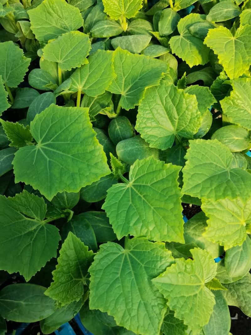 水果小黄瓜苗，高产抗病，瓜条好，支持全国发货。