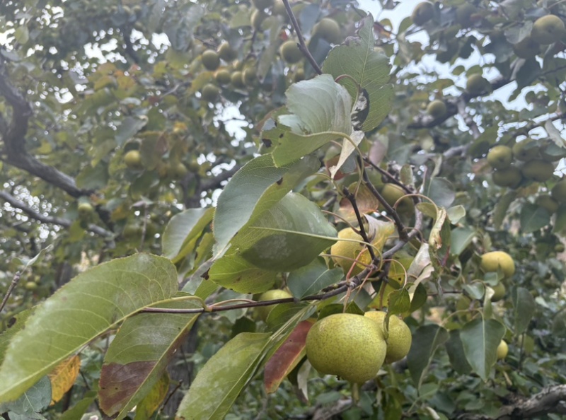 梨真好呀